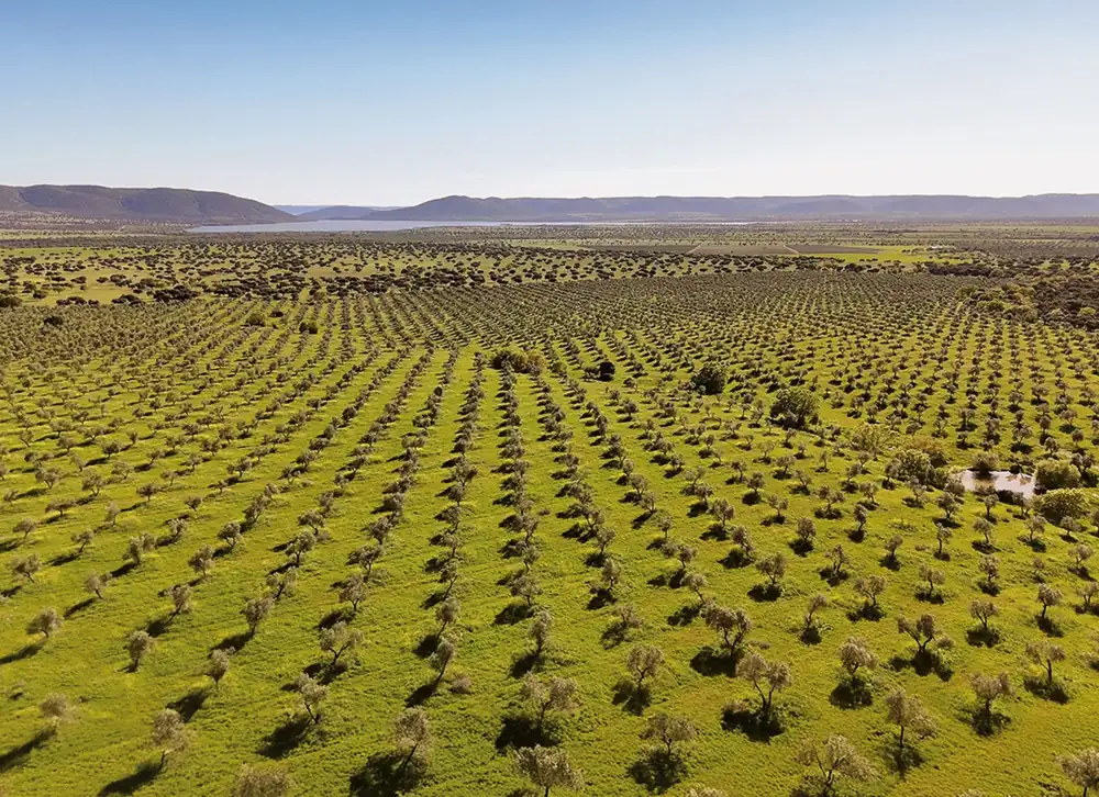 Wines and oils from the pasture
