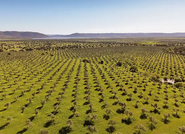 Wines and oils from the pasture