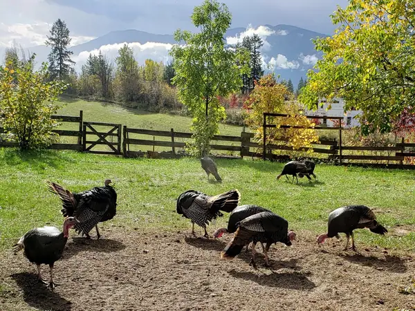 Un experto canadiense en vinos nos recomienda qué beber con el pavo.