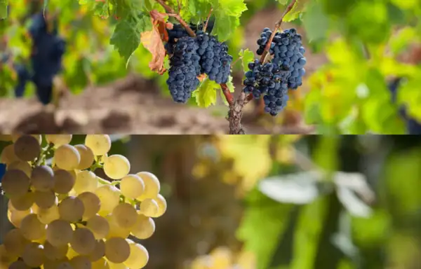 Vermentino y Cannonau se unen a la Región de Cerdeña para promover el futuro del vino