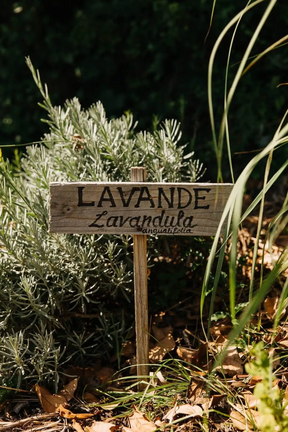 Mirazur, Where the Garden Sets the Menu and the Moon Sets the Garden