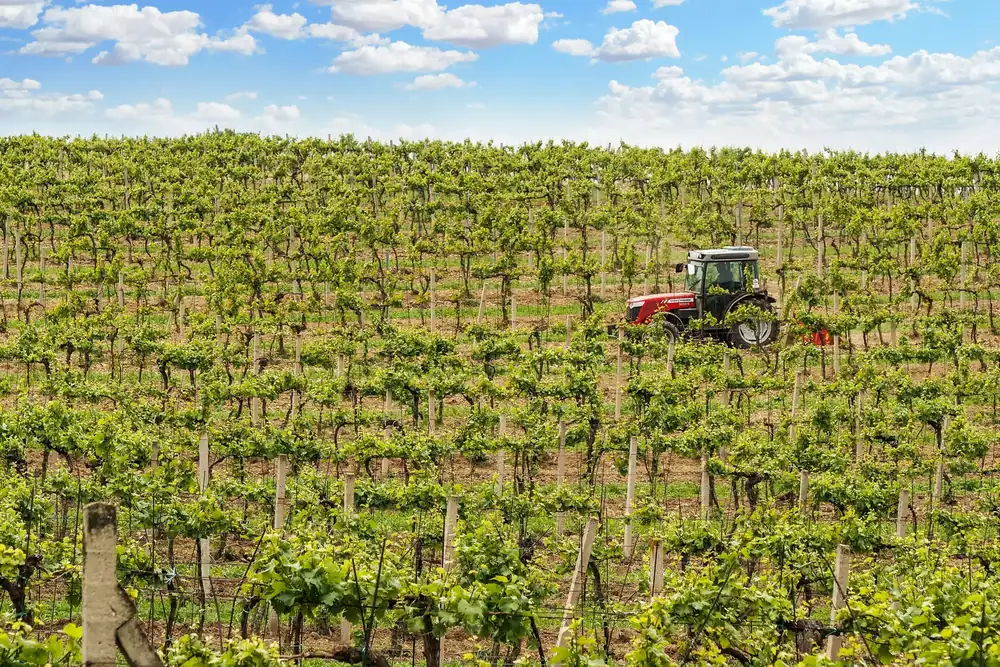 Nic Rizzi of Modal Wines on the state of the wine world