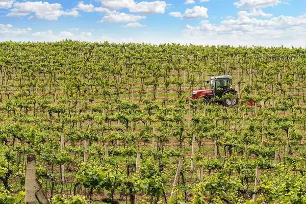 Nic Rizzi of Modal Wines on the state of the wine world