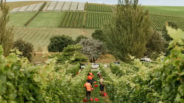 La marca líder de vinos espumosos de Australia celebra un aniversario importante