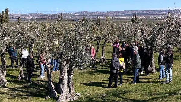 Aceite Artajo de Navarra combina tecnología de vanguardia con siglos de tradición en el cultivo del aceite de oliva