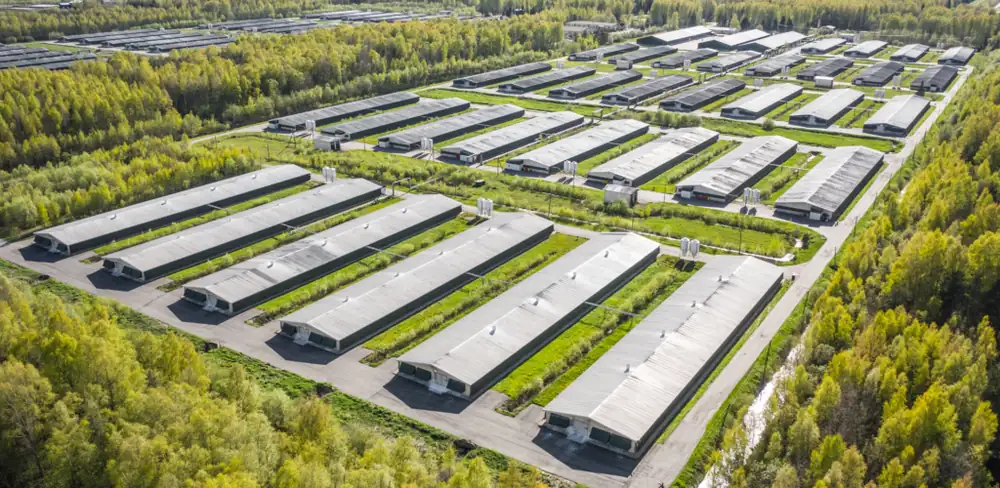 Granja de cerdos transformada en una próspera empresa de cultivo de setas especiales