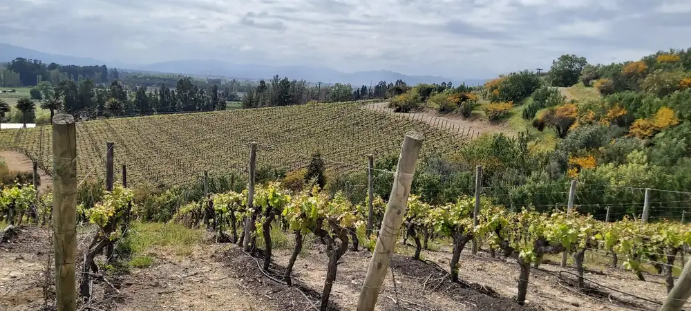 Diversidad, la nueva etiqueta para el vino chileno