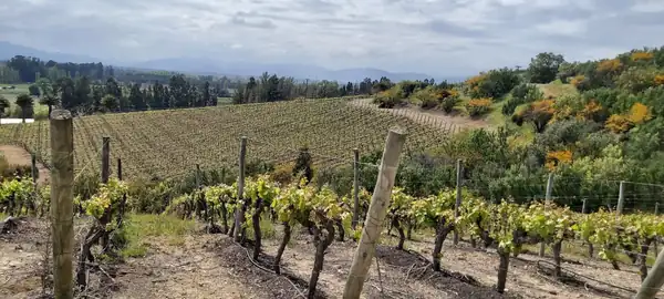Diversity, the new label for Chilean wine