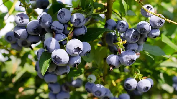 You've Probably Been Storing Blueberries Wrong This Whole Time