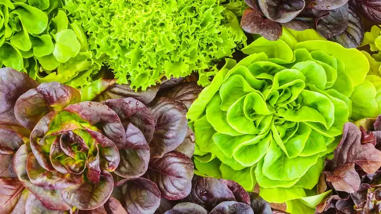 La variedad de lechuga subestimada que brillará en tu próxima ensalada