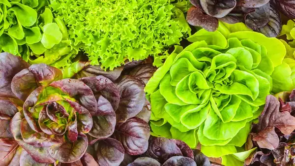 La variedad de lechuga subestimada que brillará en tu próxima ensalada