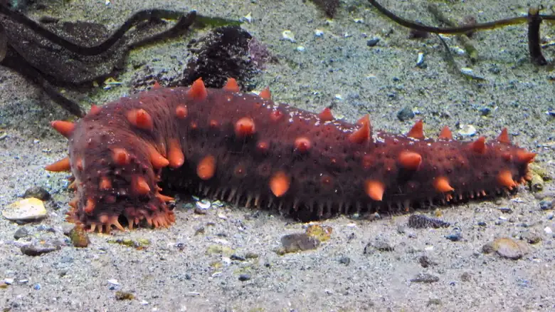 Can You Eat Sea Cucumbers (And Would You Want To)?
