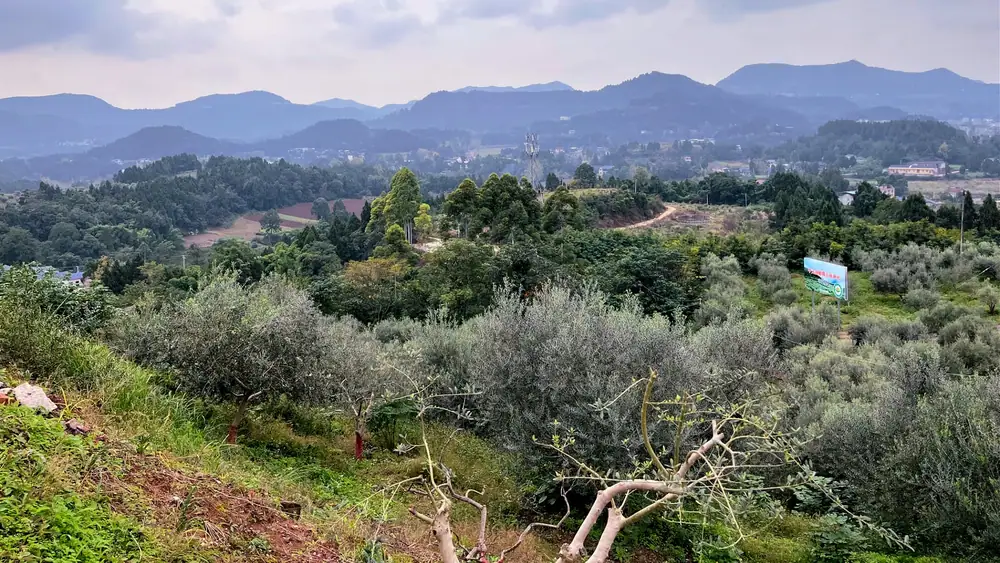 How Live Streaming Powers Sales for a Sichuan Olive Oil Producer