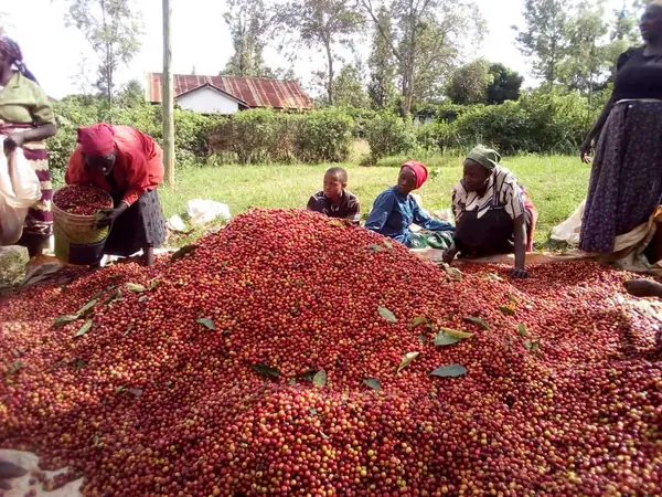 How Kenya Is Becoming a Nation of Coffee Drinkers