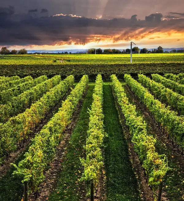 Australia destina 109 millones de dólares a reducir el excedente de vino y reconvertir viñedos