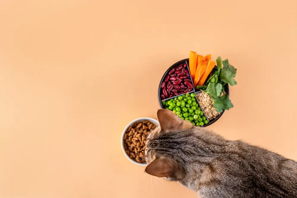 Study Finds Vegan Diets Are 'Well-Digested' By Both Dogs And Cats