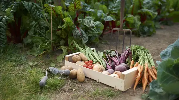 Los 9 mejores sitios para comprar plantas de frutas y verduras online