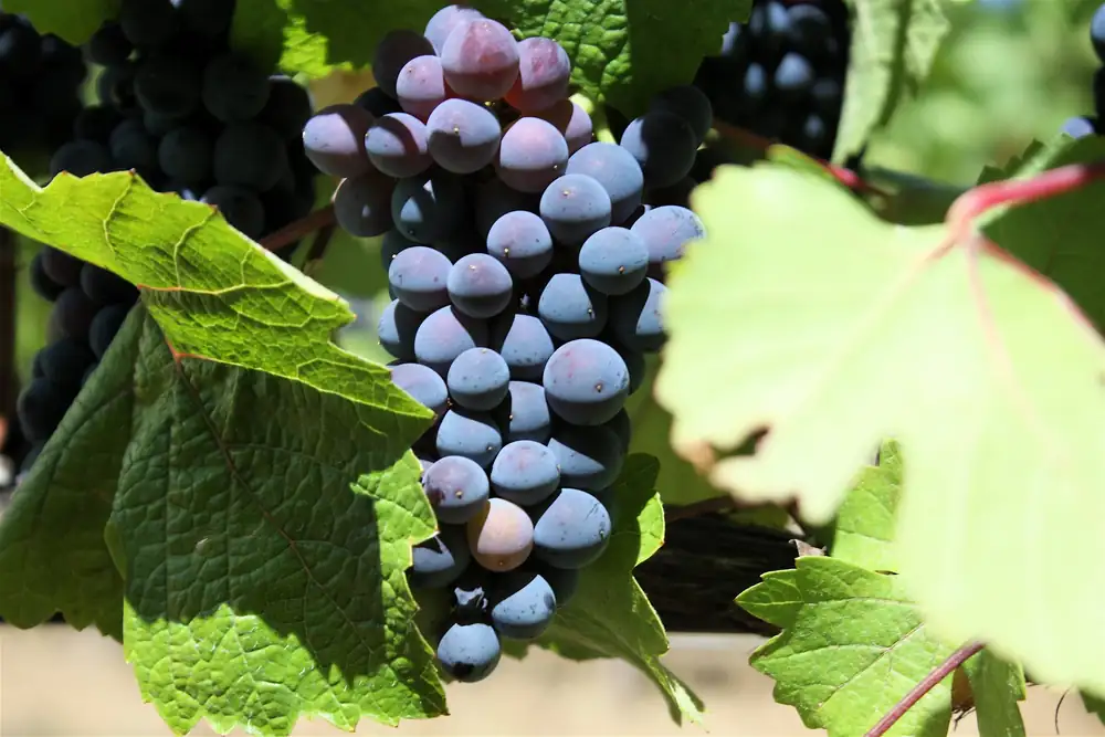 Pinot Noir argentino: diversidad, frescura y carácter