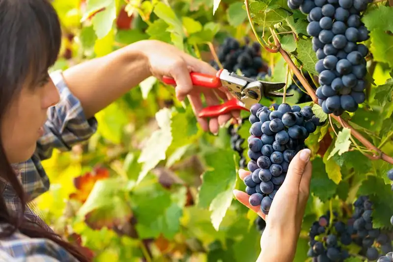 Rioja is starting its earliest harvest on record, with signs of a very strong vintage
