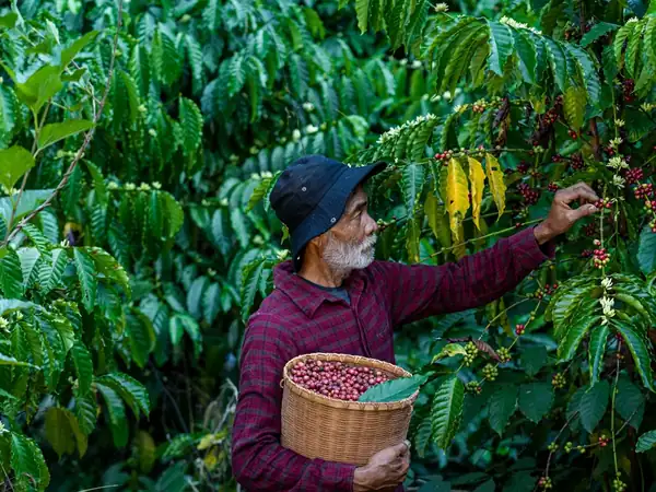 Homegrown coffee is fuelling Thailand’s specialty boom