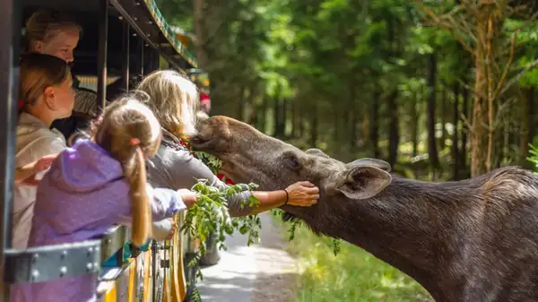 One Swedish Farm Produces A Rare Moose Milk Cheese, But At A Cost