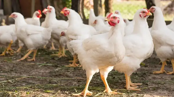 Experts Are Worried That Our Poultry Is At Risk As Migration Season Ramps Up