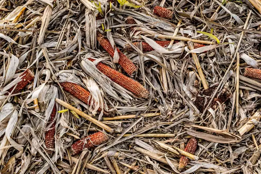 Sostenibilidad: los mexicanos quieren convertir los residuos agrícolas en conservantes