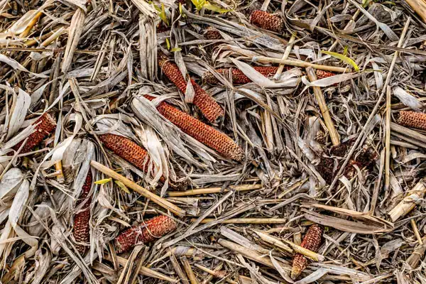 Sostenibilidad: los mexicanos quieren convertir los residuos agrícolas en conservantes