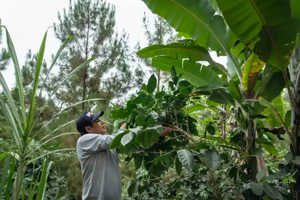 How Cafédirect is putting coffee farmers first
