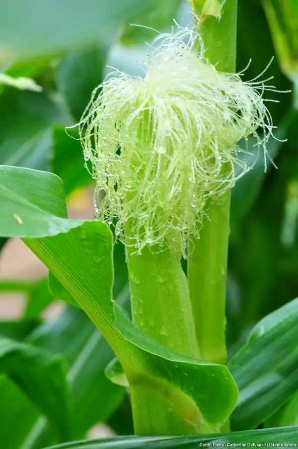 Corn, not just a can of corn