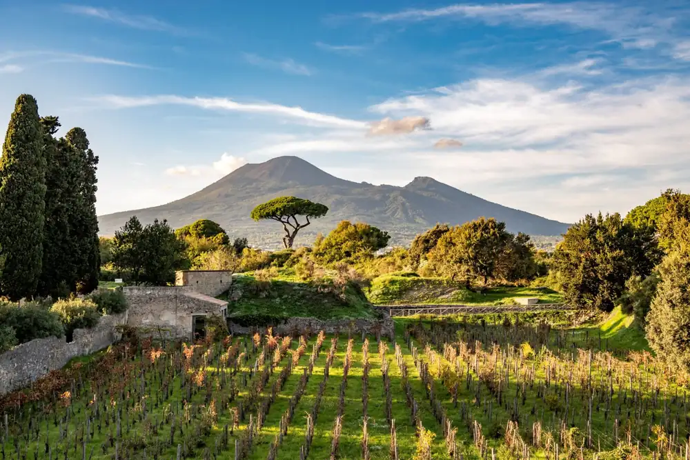 Pompeya celebra la vendimia: Festival del Vino en el corazón de las excavaciones
