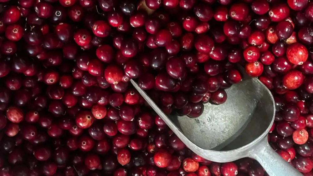 Cranberry, a versatile and nutritious Chilean fruit