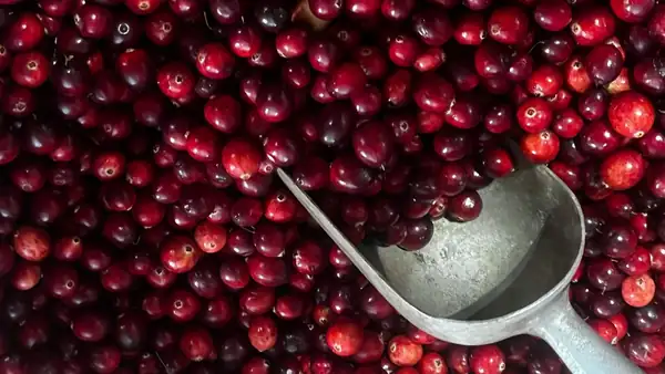 Cranberry, a versatile and nutritious Chilean fruit