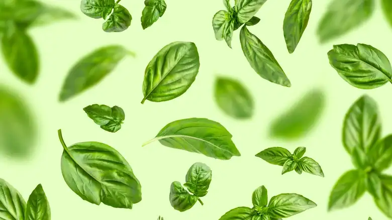 10 Unique Ways To Use Fresh Basil