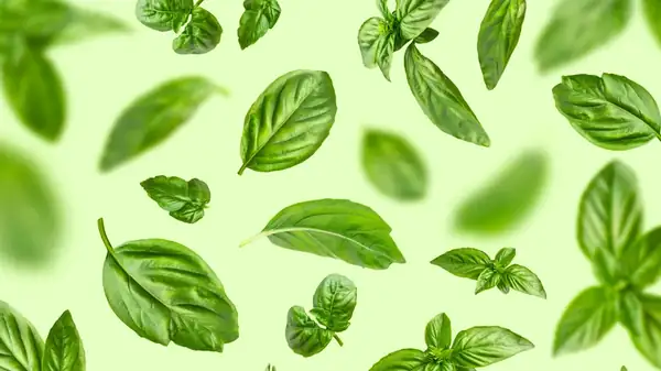 10 Unique Ways To Use Fresh Basil