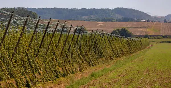 ‘Saaz is our gold’: the Czech scientists breeding hops that can survive a hotter Europe