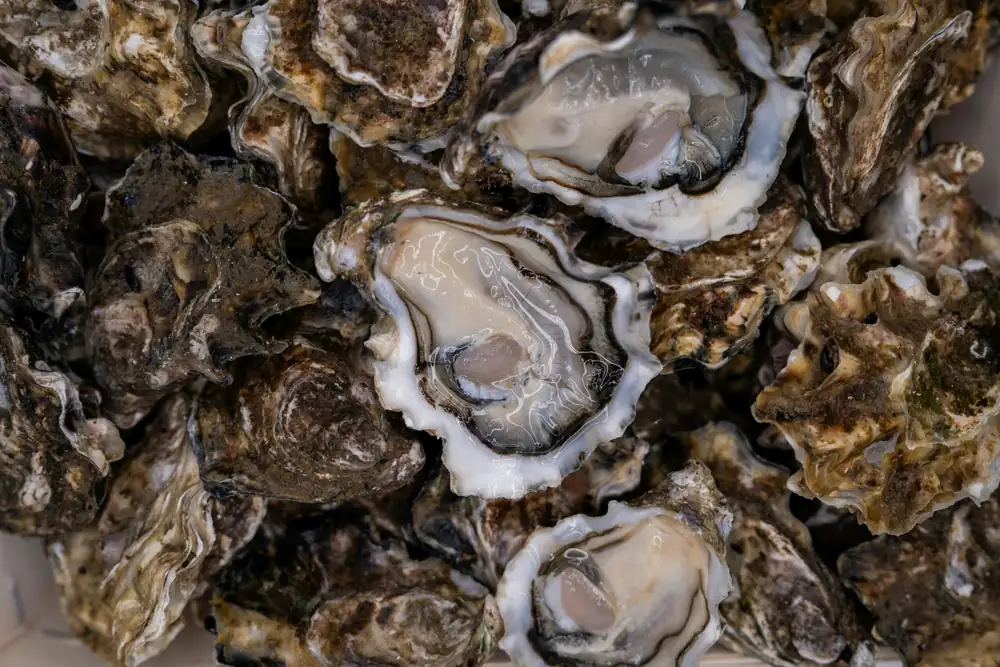 Oyster guide: how the species and the place of cultivation change the flavor