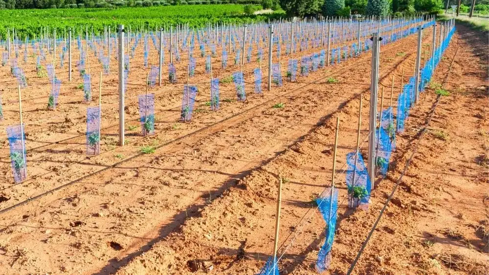 According to ASAJA, vineyard restructuring aid excludes many winegrowers in Castilla-La Mancha