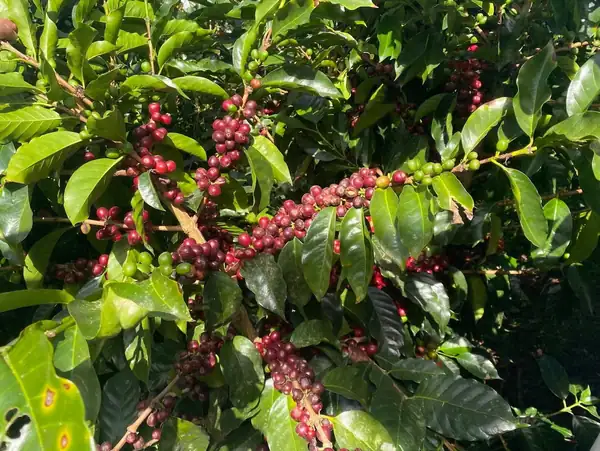 EUDR Provides Massive Challenge to the Vital Honduras Coffee Sector