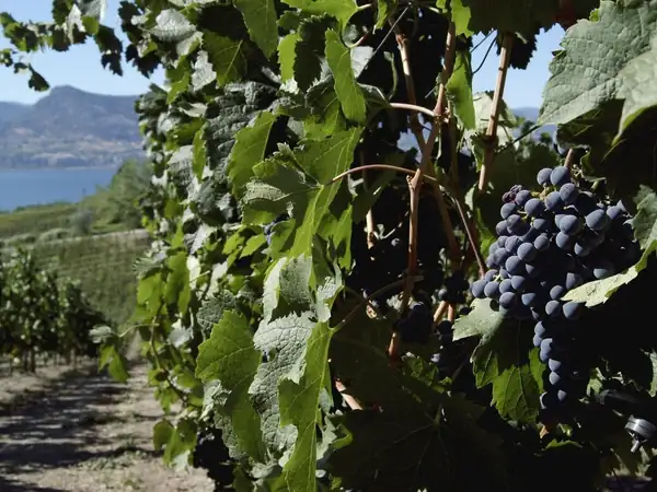 Opinión: Un arancel del 50 por ciento es un muro, y una llamada de atención para el vino canadiense