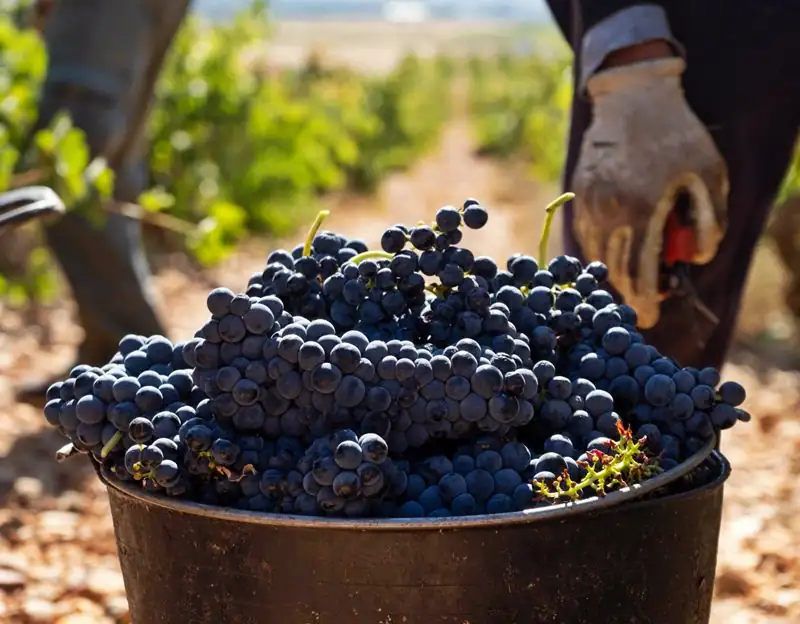 Wine production in Crimea falls by 25% due to fuel shortage