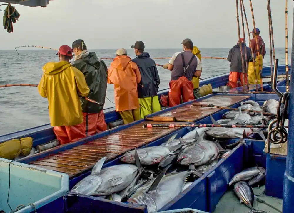 Where to enjoy tuna season in the Canary Islands