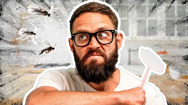 12 Ways To Deal With Gnats In Your Kitchen