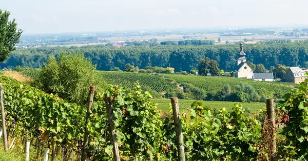 Rheinhessen lidera la revolución del vino alemán. Aquí tienes 5 productores que debes conocer