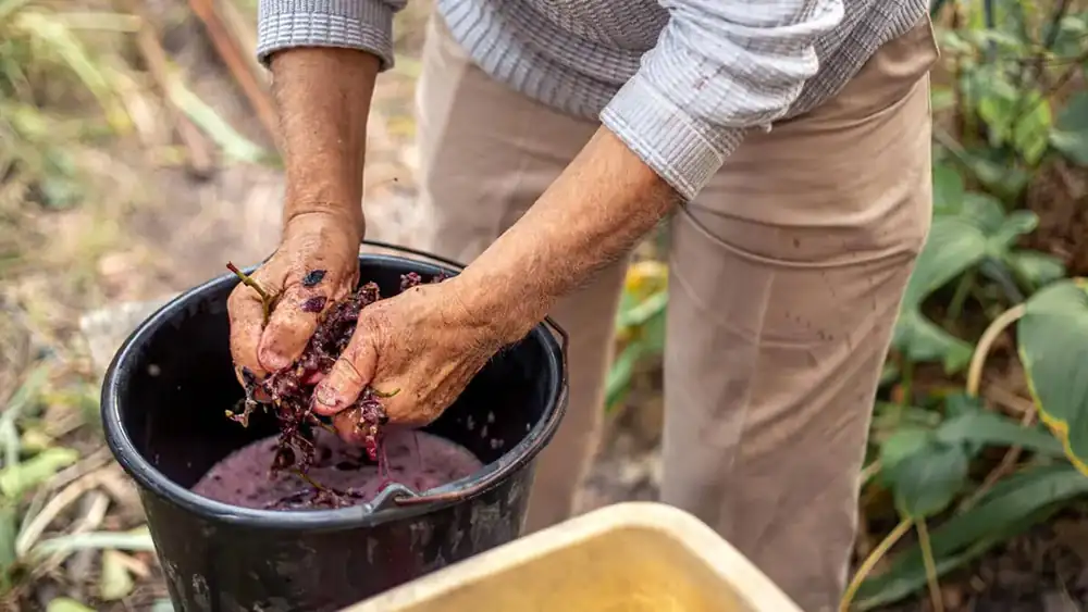 How wine is made: the invisible stages from grape to glass