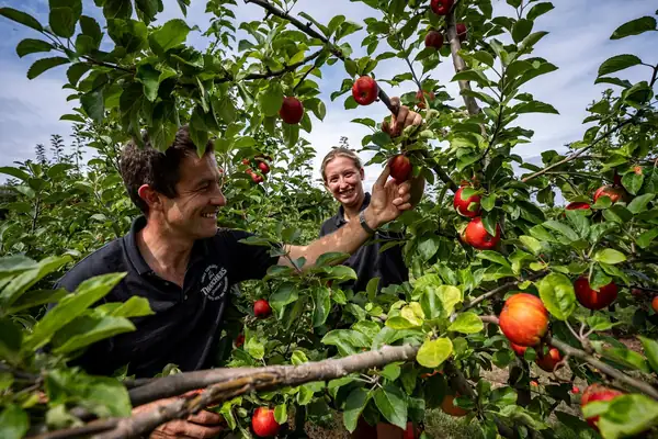 Thatchers inicia la cosecha de manzanas más temprana en sus 122 años de historia