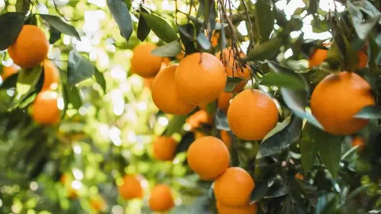 Which State Grows The Most Oranges?