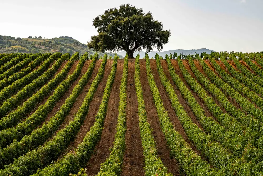 The 2024 Sicilian harvest begins early: healthy grapes