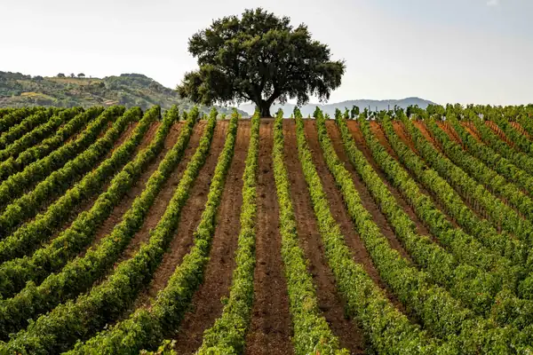 La vendimia siciliana comienza temprano: uvas sanas