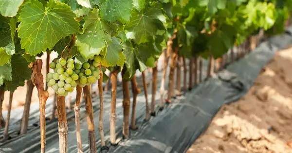 Ask a Wine Pro: Do Grape Clones Really Matter?